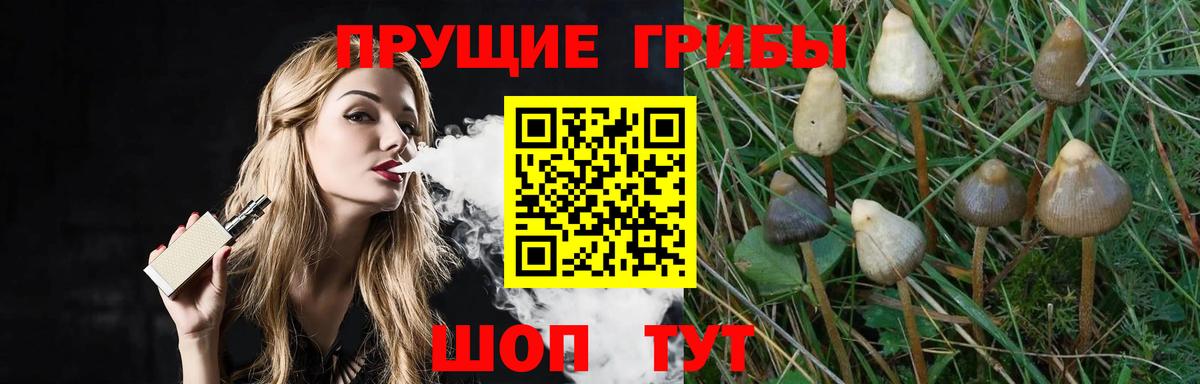 Галлюциногенные грибы Psilocybe Мурманск